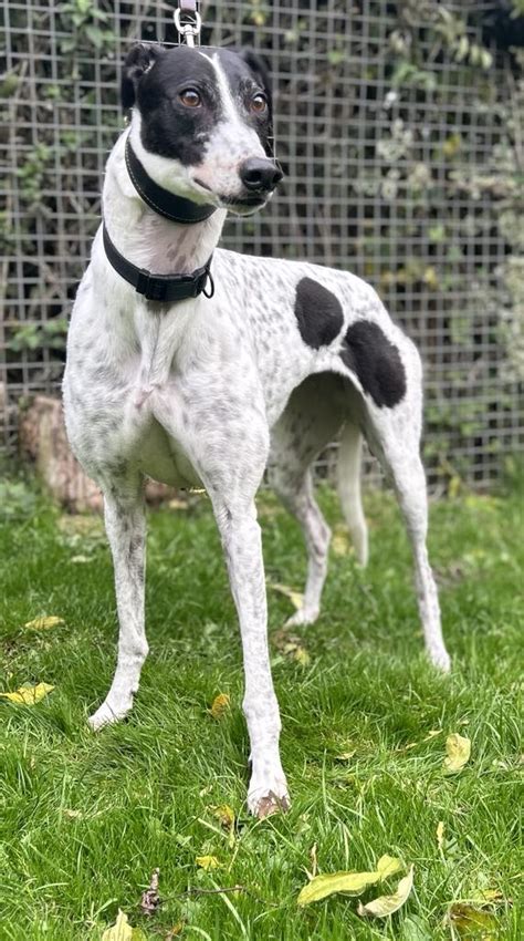 sheffield greyhounds.